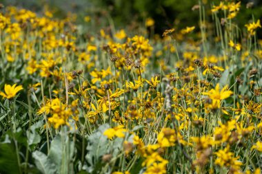 Grand Teton Ulusal Parkı Wyoming 'de solgun, ölmekte olan Arrowleaf Balsamroot sarı papatya çiçekleri. Seçici odak