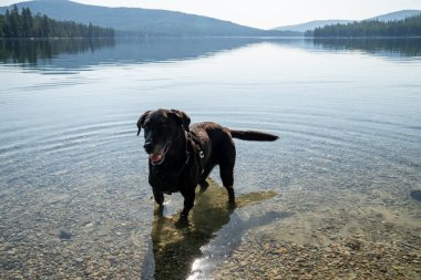 Montana 'daki Thompson Göller Zinciri' nin gölünde koşum takımı takan mutlu siyah labrador av köpeği.
