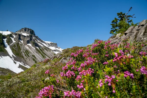 Flores Silvestres Brezo Rosado Montaña Área Heather Meadows Del Monte — Foto de Stock