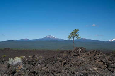 Newcano Ulusal Anıtı 'ndaki lav akışından çıkan yalnız ağaç, arka planda Bekar Dağı.