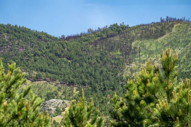 Güney Dakota 'daki Custer Eyalet Parkı' nda, Black Hills Ulusal Ormanı 'nda bitmek bilmeyen çam ağaçları.