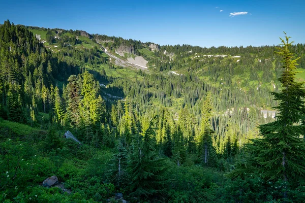 Güneşli bir yaz gününde, Paradise yakınlarındaki Rainier Dağı Ulusal Parkı 'nda engin ve yoğun bir orman manzarası.