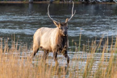 Yellowstone Ulusal Parkı 'ndaki Madison Nehri' nde tekdüze boğa geyiği duruyor.