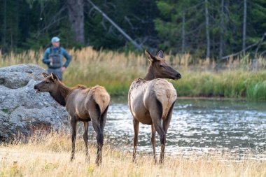 Two female cow elk look behind them in front of the Madison River, as an unrecognizable fly fisherman looks on in Yellowstone National Park clipart