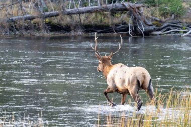 Yellowstone Ulusal Parkı 'nda Madison Nehri' ni geçen geyik.