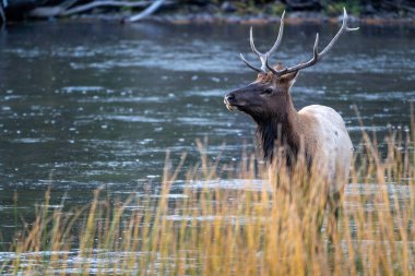 Yellowstone Ulusal Parkı 'ndaki Madison Nehri' nde duran boğa geyiği