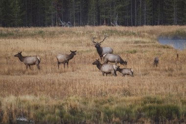 Sonbahar monotonluğu sırasında Yellowstone Ulusal Parkı 'nda dişi geyikler arasında boğa geyiği var.