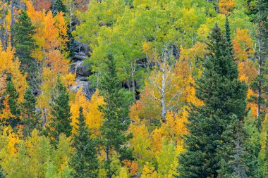 Sonbaharda Colorado 'daki Rocky Dağı Ulusal Parkı' ndaki ağaçların renkleri sönecek.