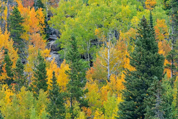 Осенью Деревьях Национальном Парке Рокки Маунтин Колорадо — стоковое фото