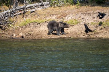 Boz ayı, Hayden Vadisi Yellowstone Ulusal Parkı 'ndaki Yellowstone nehri boyunca yakaladığı geyik leşinden kuzgunları kovalıyor.