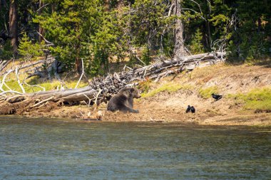 Boz ayı, Yellowstone nehri boyunca yakaladığı gömülü bir geyik leşinin üzerinde oturuyor. Yellowstone Ulusal Parkı 'nda Kuzgunlar izliyor.