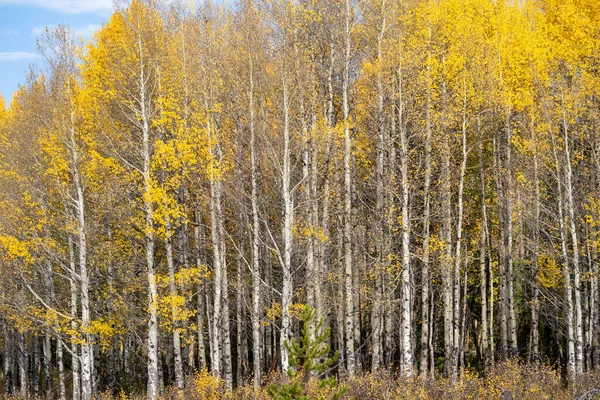 Желтые Осины Осенью Национальном Парке Роки Маунтин Колорадо — стоковое фото