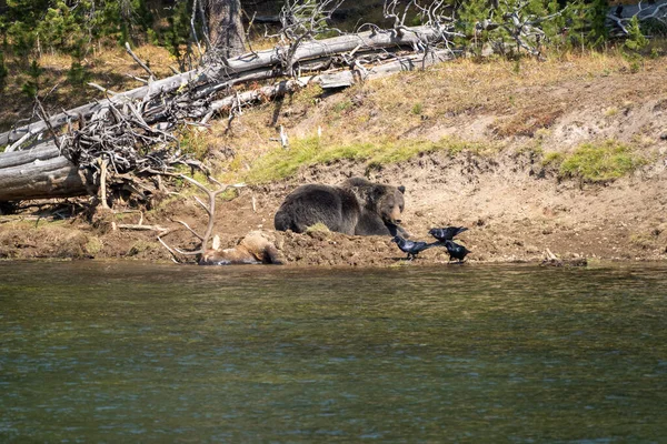 Grizzly Orso Con Sua Carcassa Toro Sepolto Alce Preso Lungo — Foto Stock