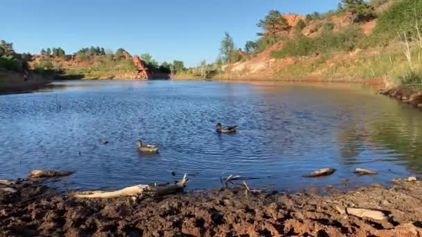 Lake Red Rocks Open Space Colorado Springs Kachny Jezírku Plavání — Stock video