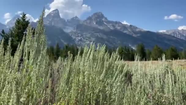 Pincel Primeiro Plano Das Montanhas Cordilheira Teton Grand Teton National — Vídeo de Stock