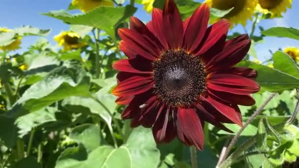 Moulin Rogue Red Sunflower Field Traditional Yellow Sunflowers Vibrant Mid — Stock Video