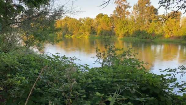Calm Willamette River Going Corvallis Oregon Sunset — Stock Video