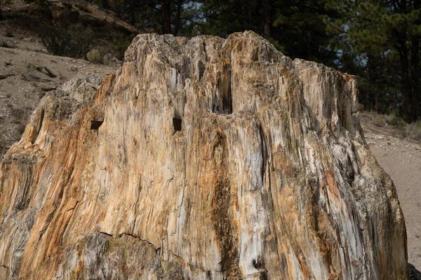 Vista Cerca Del Big Stump Florissant Fossil Beds Monumento Nacional — Foto de Stock