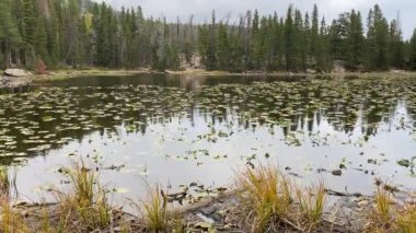 Nymph Gölü 'ndeki Lilypad' ler, Rocky Dağı Ulusal Parkı Colorado 'nun içinde.