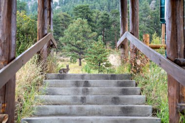 Ormanda, merdivenin tepesinde oturan sevimli yavru tavşan.