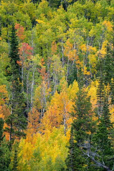 Яркие Осенние Цвета Листвы Деревьях Национальном Парке Скалистых Гор Колорадо — стоковое фото