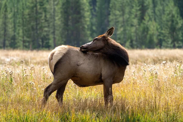 Honälg Betar Det Gräsbevuxna Kärret Vid Madison River Yellowstone National — Stockfoto