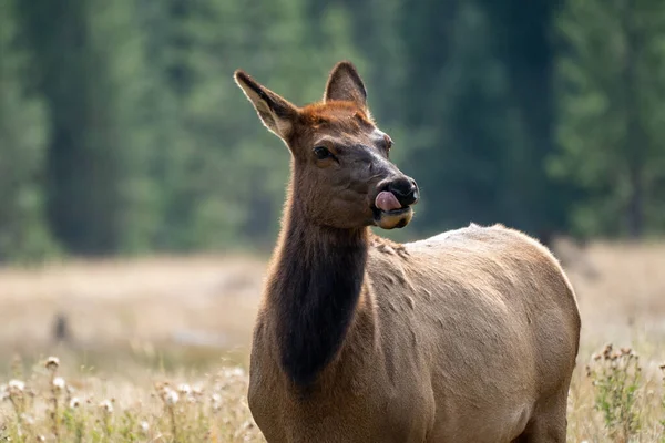 Honälg Betar Det Gräsbevuxna Kärret Vid Madison River Yellowstone National — Stockfoto