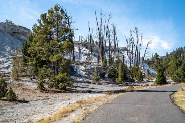 New Highland Terrace Geyser Thermal Feature Upper Terraces Drive Mammoth — Stock Photo, Image