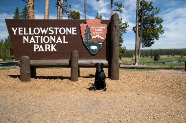 Wyoming, ABD - 27 Haziran 2020 Yellowstone Ulusal Parkı 'nın güney girişindeki hoş geldin tabelası. Siyah labrador av köpeği tabelada poz veriyor.