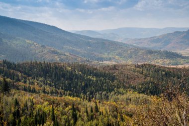 Colorado 'daki Steamboat Springs yakınlarındaki Routt Ulusal Ormanı' ndaki Tavşan Kulağı Geçidi boyunca sonbahar manzarası