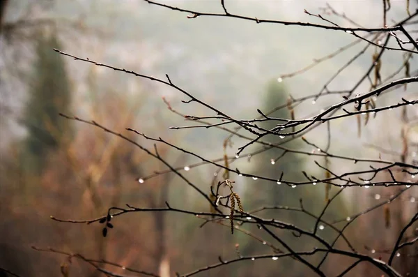 Herbstwald Nach Regen — Stockfoto