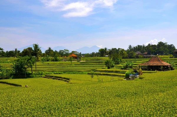Rizs Terasz Bali — Stock Fotó