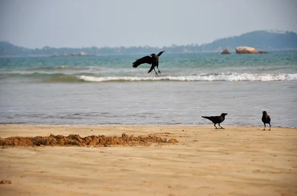 Birds Beach — Stock Photo, Image