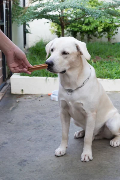 white Labrador retriever dog eating from human hand