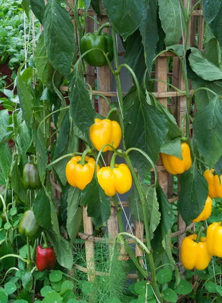 Sweet pepper in garden growing