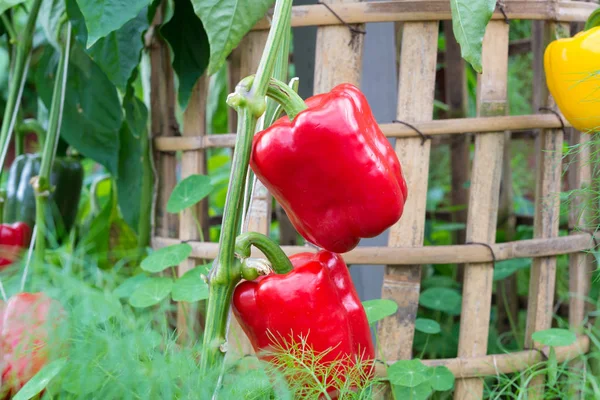 Sweet pepper in garden growing