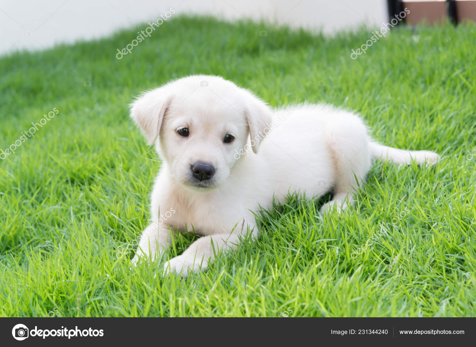Cute White Labrador Puppy Dog Garden Green Grass — Stock