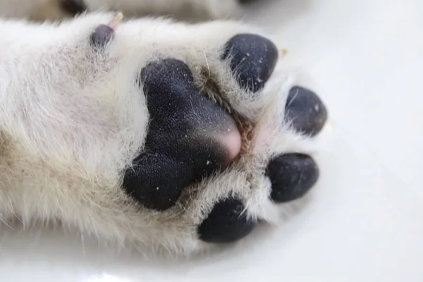Close-up of white dog paw