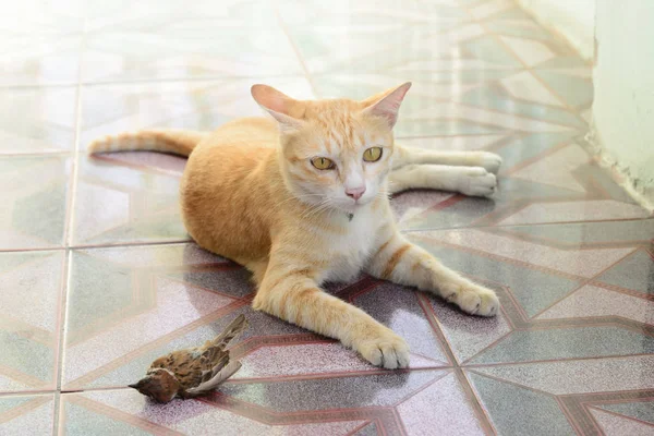 Cat hunted and caught a bird