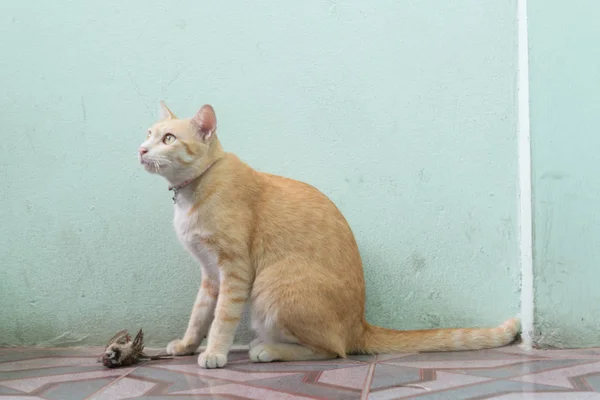 Cat hunted and caught a bird