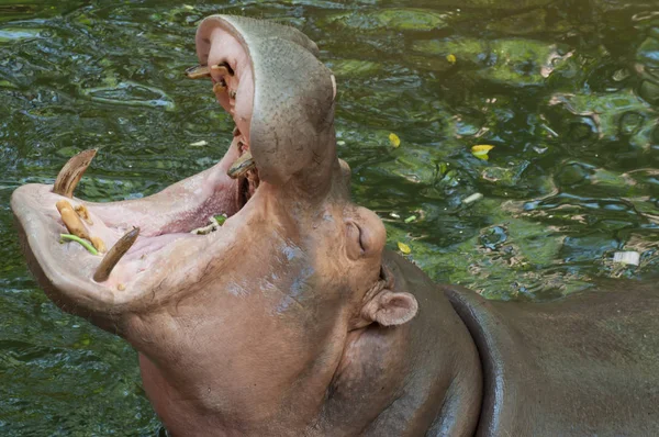 Hippo Hippopotamus open mouth of Khao kheow open zoo in thailand
