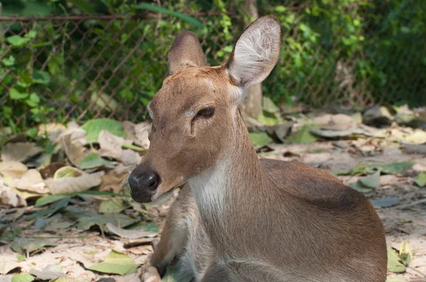 Brow-antlered deer of Khao kheow open zoo in thailand