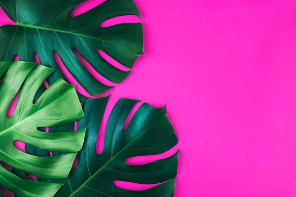 Three tropical jungle monstera leaves isolated on pink background.