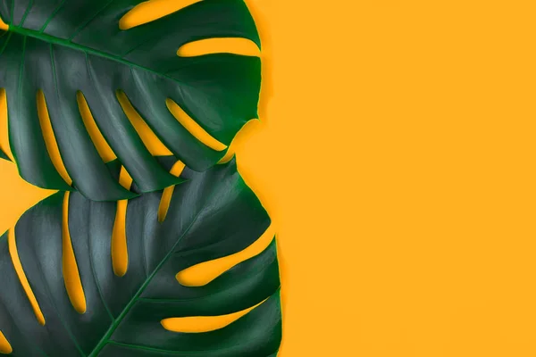 Two tropical jungle monstera leaves isolated on orange background.