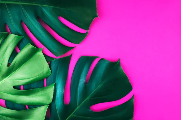 Three tropical jungle monstera leaves isolated on pink background.