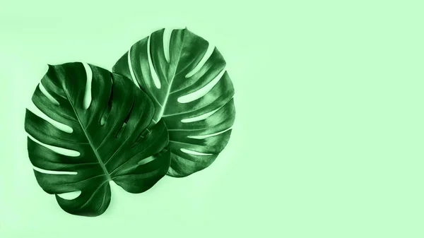 Two tropical jungle monstera leaves isolated on mint background.