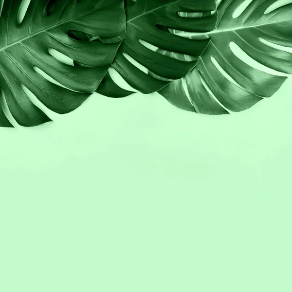 Two tropical jungle monstera leaves isolated on mint background.