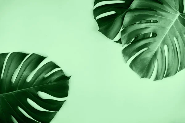 Three tropical jungle monstera leaves isolated on mint background.