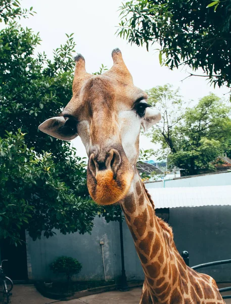 Портрет Жирафа Впереди — стоковое фото