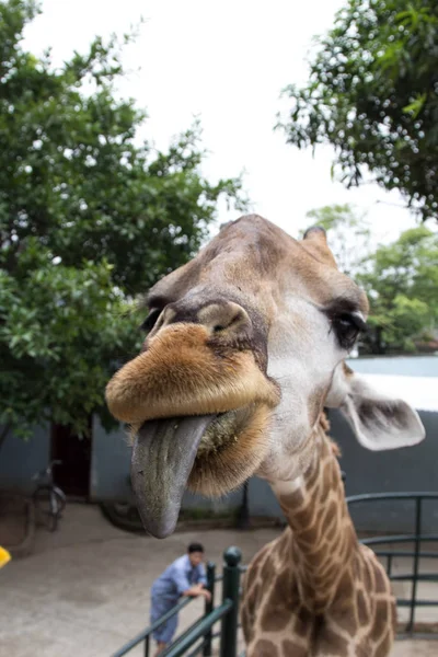 giraffe and his tongue